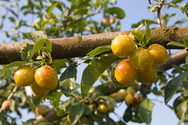 Frutas Naranjas Maduras Árbol — Foto de Stock