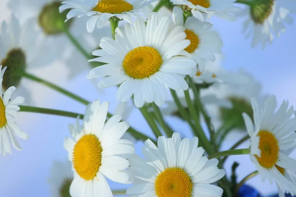Μαργαρίτες Άνθη Λιβαδιού Χαμομήλια — Φωτογραφία Αρχείου