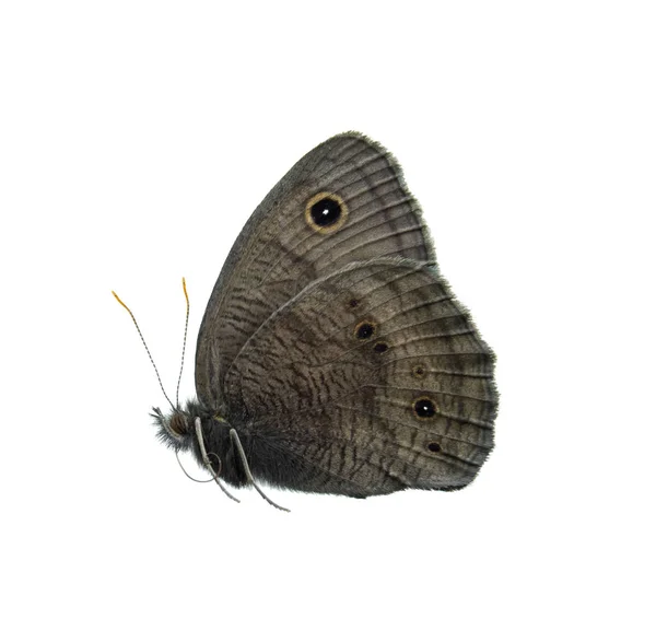 Motyl Liściasty — Zdjęcie stockowe