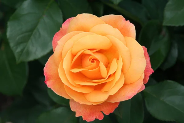 Beautiful Single Orange Rose Blossom — Stock Photo, Image