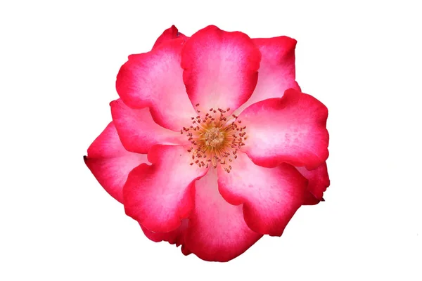 Vista Cênica Bela Flor Rosa Branca — Fotografia de Stock