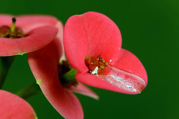 Christ Thorn Euphorbia Milii — Stock Photo, Image