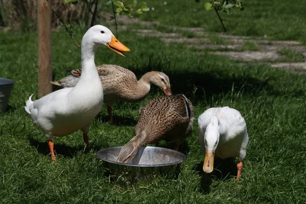 Correr Patos Jardín — Foto de Stock