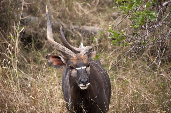 Kudu Antelope Zwierzęta Dzika Przyroda Przyroda — Zdjęcie stockowe