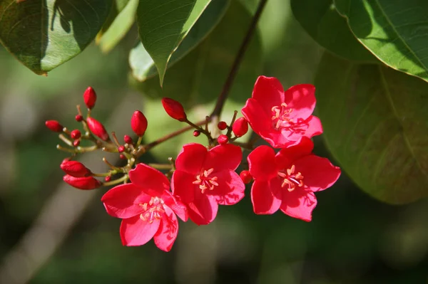 Bellissimi Fiori Sfondo Concetto Floreale — Foto Stock