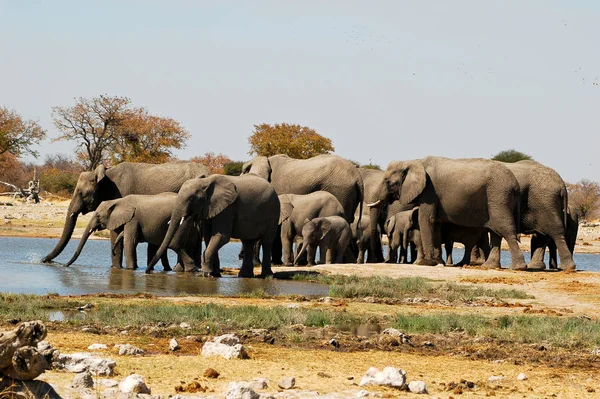 Elefantes Parque Nacional Etosha — Foto de Stock