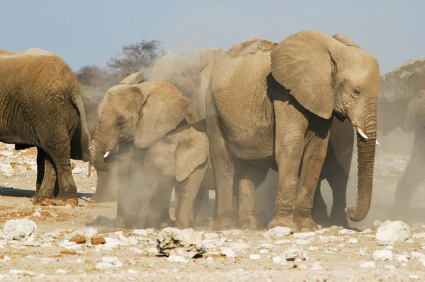 Słonie Parku Narodowym Etosha — Zdjęcie stockowe