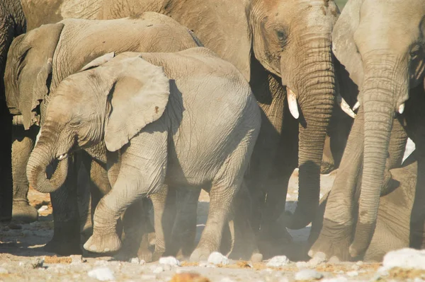 Słonie Parku Narodowym Etosha — Zdjęcie stockowe