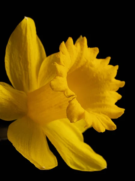 Narzissen Frühlingsblumenblätter Flora — Stockfoto