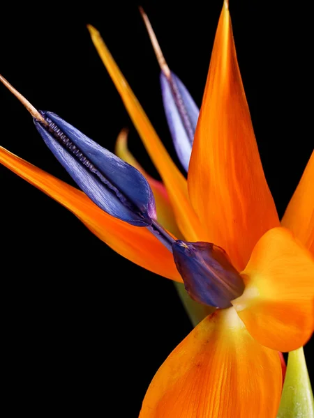 Strelitzia Reginae Tropikal Bitki Çiçeği — Stok fotoğraf