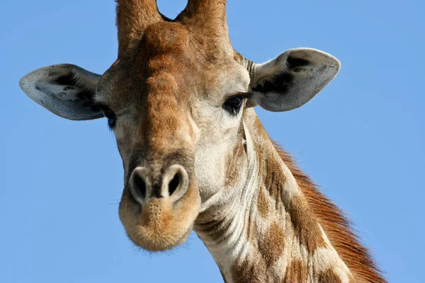 Zsiráf Etosha Nemzeti Parkban — Stock Fotó