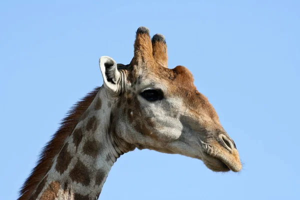 Żyrafa Parku Narodowym Etosha — Zdjęcie stockowe
