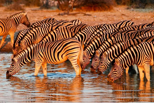 Etosha Nemzeti Park Zebrák — Stock Fotó