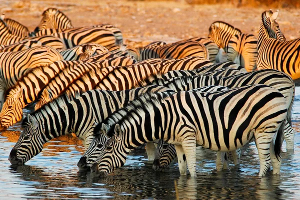 Zebry Etosha National Park — Zdjęcie stockowe