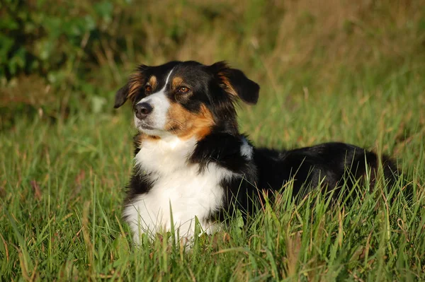 Portrét Australského Ovčáckého Psa — Stock fotografie