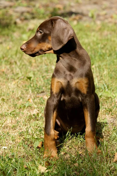 Portret Van Een Schattige Hond — Stockfoto