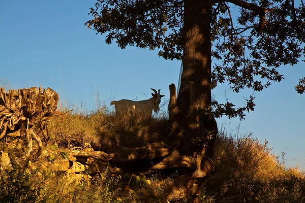 Pittoresk Uitzicht Natuur — Stockfoto