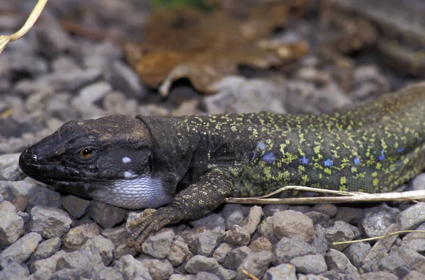 Tenerife Lizard Калибровка Ящерицы — стоковое фото