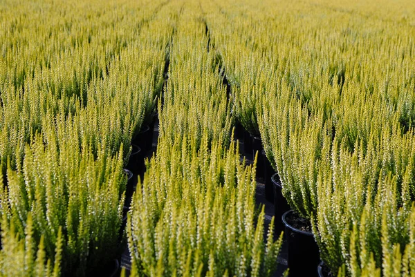 Сельскохозяйственное Поле Пшеницы Урожай — стоковое фото