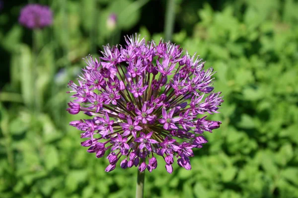 Skönhet Blommande Växt Vid Dagtid — Stockfoto