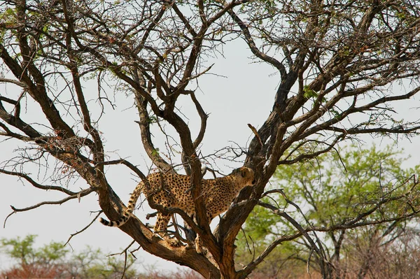 Cheetah Etosha Parque Nacional — Fotografia de Stock