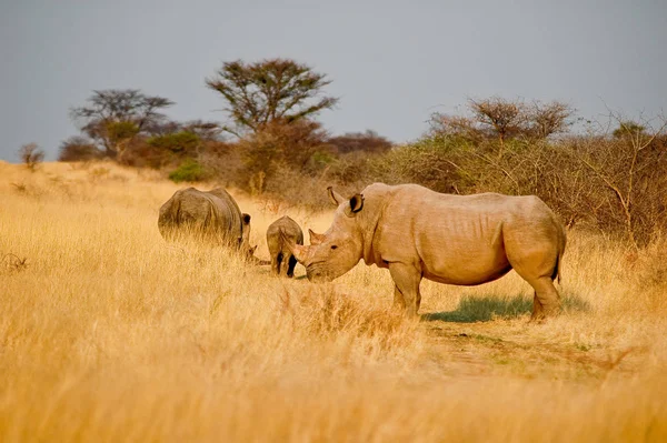 Familia Rhino Namibia — Foto de Stock