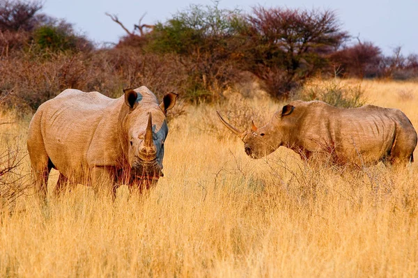 Afrikalı Hayvan Gergedan Yaratık Hayvan — Stok fotoğraf