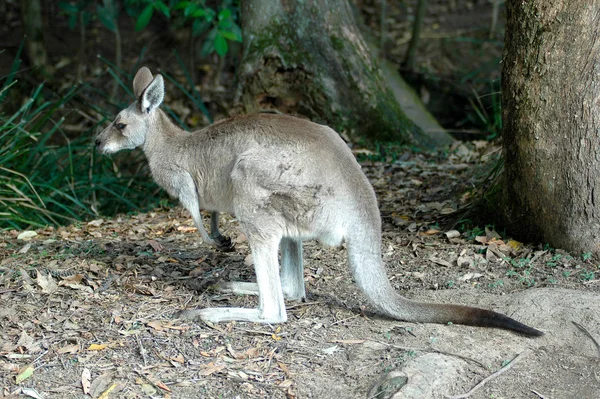 Kängurudjur Australiska Däggdjur — Stockfoto