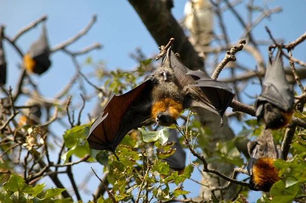 Uccello Tema Pittoresco Colpo — Foto Stock