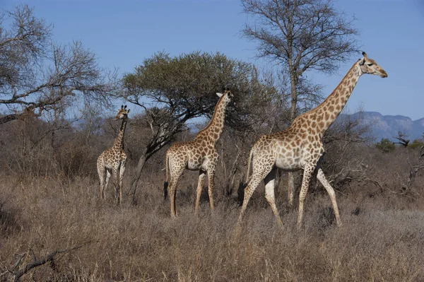 Troupeau Girafes Animaux Savane — Photo