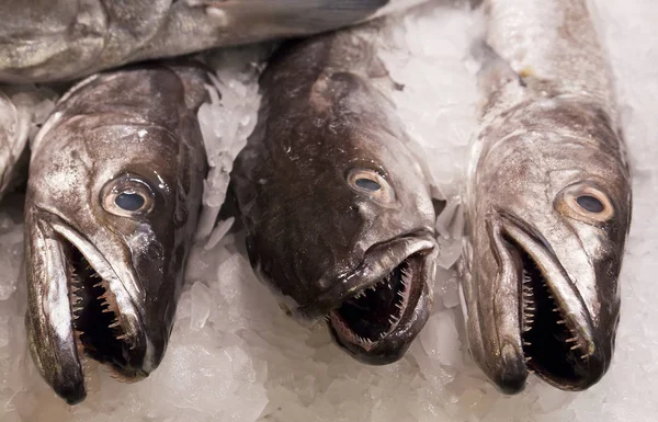 Peixe Fresco Espanha — Fotografia de Stock