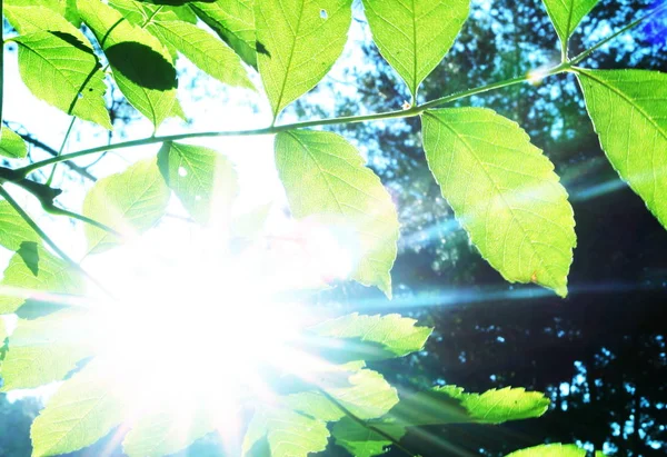 Vacker Botanisk Skott Naturliga Tapeter — Stockfoto