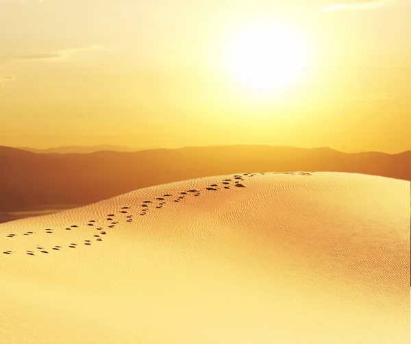 Песчаная Пустыня Дюнный Пейзаж — стоковое фото