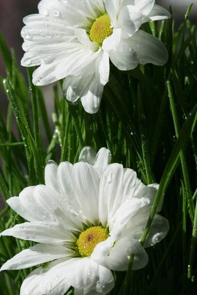 Petali Fiori Camomilla Omeopatia Flora — Foto Stock