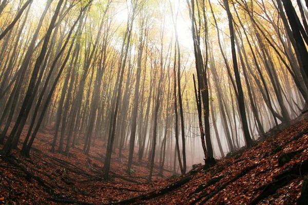 Floresta Mágica Neblina — Fotografia de Stock