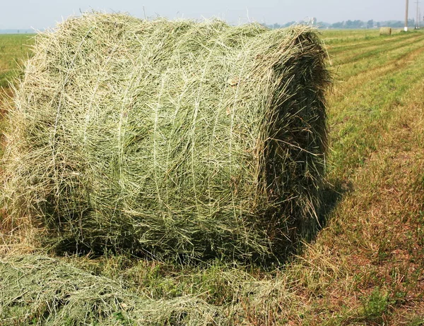 Naturskön Utsikt Över Landsbygden Selektivt Fokus — Stockfoto