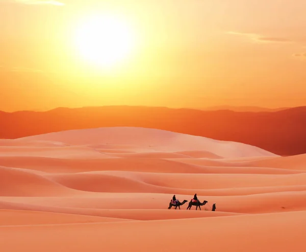 Cammelli Carovana Nel Deserto Del Sahara — Foto Stock