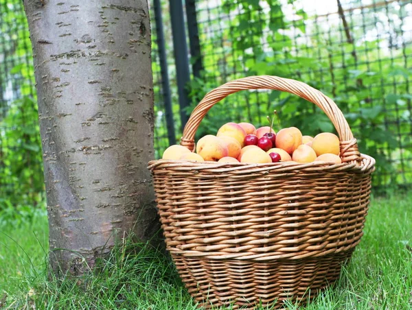 Vegetarisk Mat Selektivt Fokus — Stockfoto