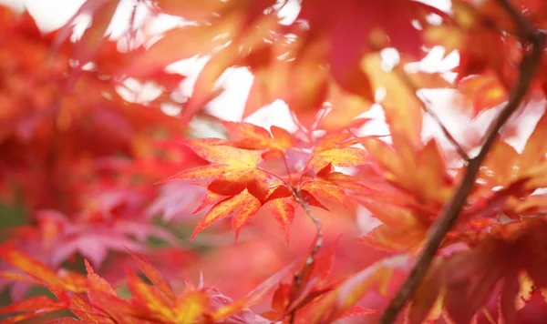 Yaprakları Yaprakları Bitkileri Olan Japon Akçaağacı — Stok fotoğraf