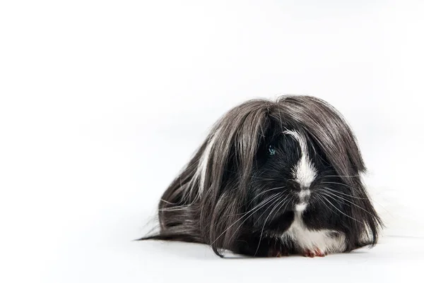 Hámster Roedor Cobaya Mascota —  Fotos de Stock