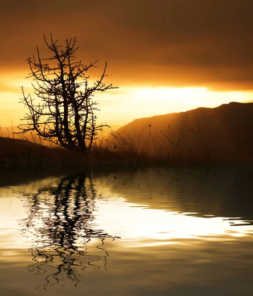 Silhouette Arbre Dans Montagne Crimée Pour Automne — Photo