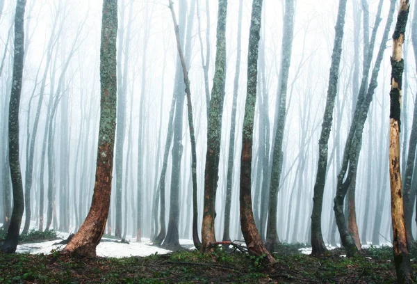Foresta Magica Nebbia — Foto Stock