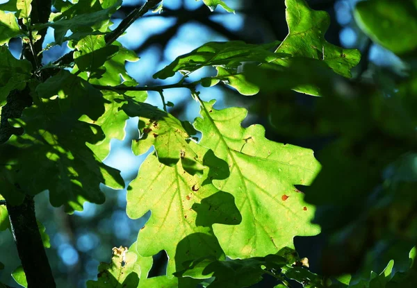 Folhas Verdes Flora Botânica — Fotografia de Stock