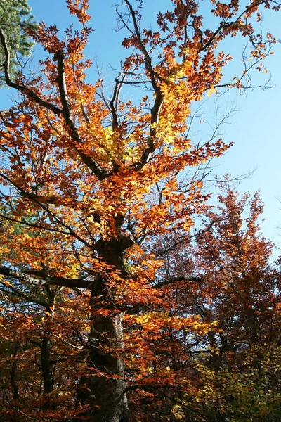 Sonbahar Atmosferi Seçici Odak — Stok fotoğraf