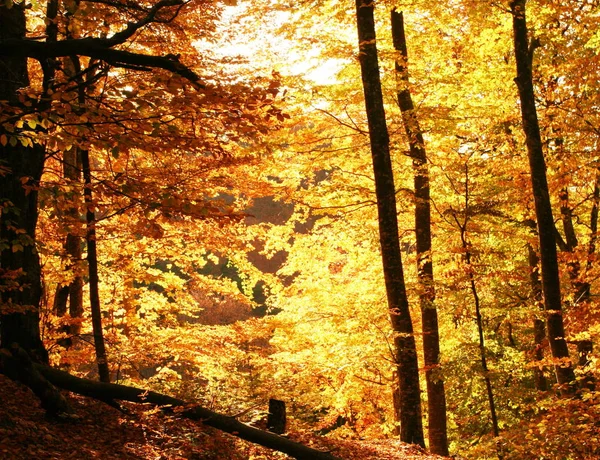 Όμορφη Φυλλώματα Φθινόπωρο Στο Δάσος — Φωτογραφία Αρχείου