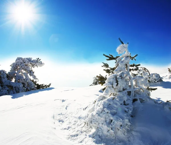 Christmas Theme Frozen Trees — Stock Photo, Image