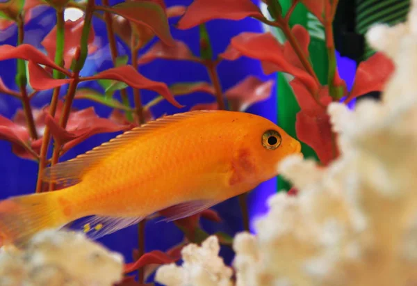 Vermelho Goldfish Natação Subaquática — Fotografia de Stock