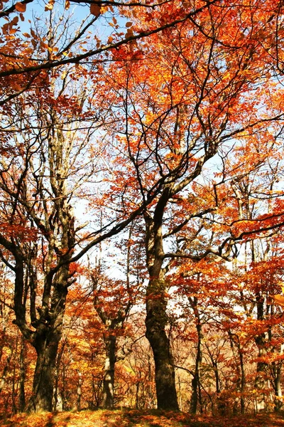 Herbst Wald Herbstzeit Blätter — Stockfoto