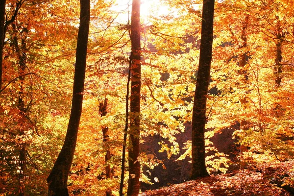 Jesienny Las Jesienne Liście — Zdjęcie stockowe