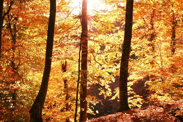 Höst Skog Höst Säsong Blad — Stockfoto